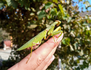female mantis, a predatory mantis insect on a human hand.