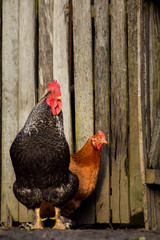 Chicken in the garden domestic animals