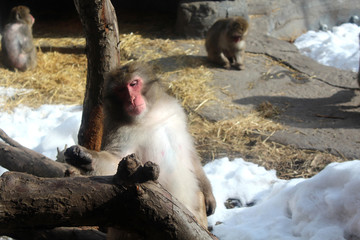 Les singes au zoo