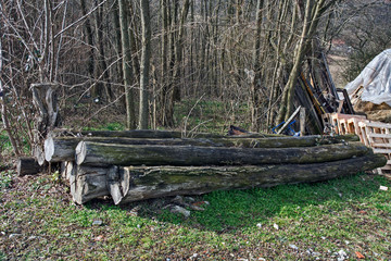 Old cut trees