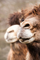 two camel noses close up view