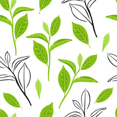 Green tea leaves seamless pattern. Vector color illustration of Green tea branches on white background. Black and white outline. Fresh green plant.