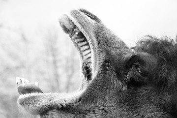 camel head yawing with open mouth