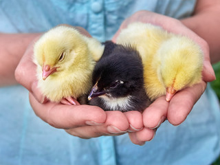 Small chickens in the hands.