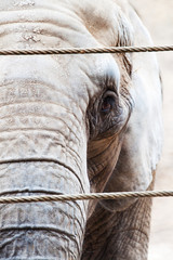 Elephant close up view looking in the camera