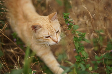 Naklejka na ściany i meble Ginger tabby cat walk in grass with wild flowers.