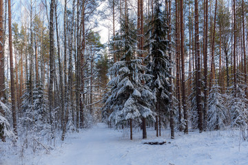 landscape in winter forest