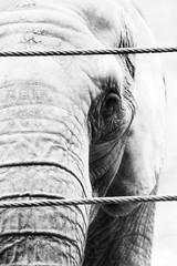 elephant close up view looking in the camera