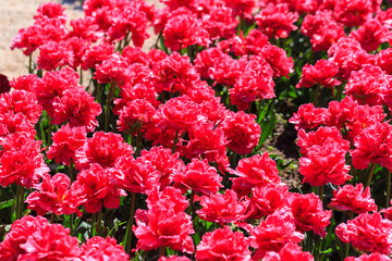 Closeup of pink tulips flowers with green leaves in the park outdoor.