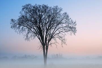Foggy, late autumn landscape at dawn of bare trees, Fort Custer State Park, MIchigan, USA