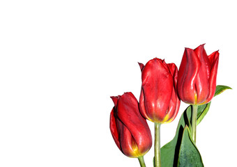 Blooming red tulip on a white background. Isolated. Tulip variety Strong Love.