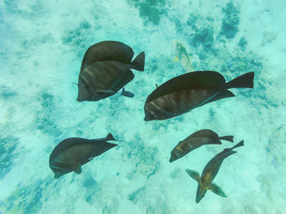 Obraz premium Fish in the sea. Underwater shooting in the Red Sea. Beautiful underwater world