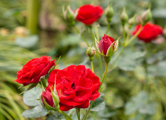Beautiful red roses flower in the garden
