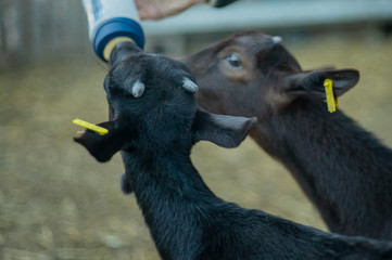 Cabritos  © Pedagogia