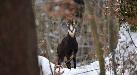 Gamsgeiss im Wald