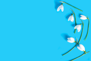 Fototapeta na wymiar Beautiful white snowdrops Galanthus nivalis on a light blue background with copy space. Top view, flat lay