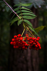 Rowan branch in the forest