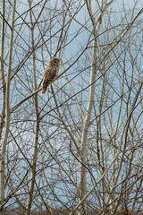 Strix uralensis sitting on branch in the forest in autumn time