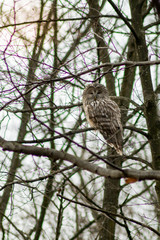 Strix uralensis sitting on branch in the forest in autumn time