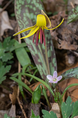 Trout lily or Erythronium americanum in early springtime. It is a species of perennial, colony forming, spring ephemeral flower native to North America and dwelling in woodland habitats. 