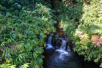 Dense tropical vegetation at the Akaka Falls State Park Big Island Hawaii 