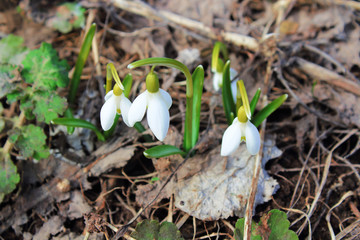 Fresh blooming snowdrops flowers. Top view. Close-up. Background. Scenery.