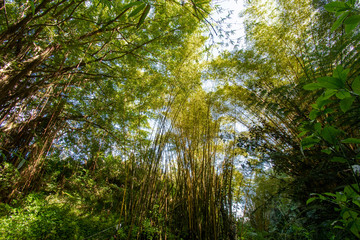 Fototapeta premium High bamboo plants at the Akaka Falls State Park Big Island,Hawaii