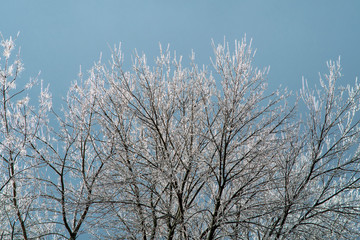 Ice on tree branches in up state New-York