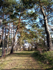 trees in the park