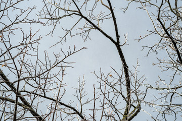 Ice on tree branches in up state New-York