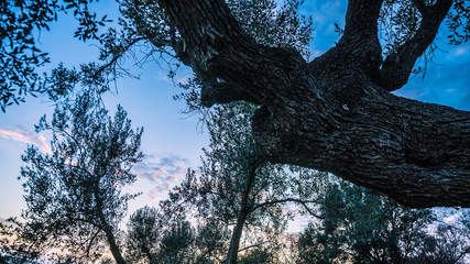 Albero al tramonto