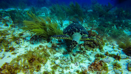 Beautiful marine life corals in Cancun Mexico North America