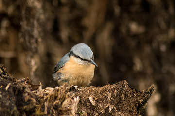 Nuthatch bird on branch in the forest in autumn season