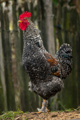 Rooster in farm yard domestic animals