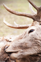 deer stag close up view brown fur with antlers