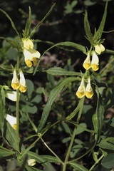 Wiesen- Wachtelweizen, Melampyrum pratense