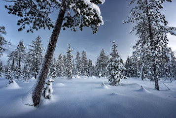 Winter forest.Beautiful northern nature.