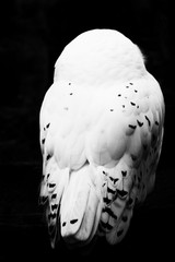 white snow owl sitting feathers black background