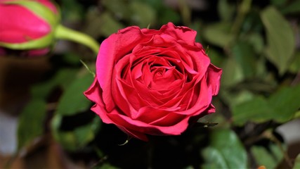  pink rose flower close up
