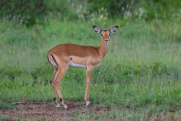 Naklejka na ściany i meble Impala baby antelope against green grass background