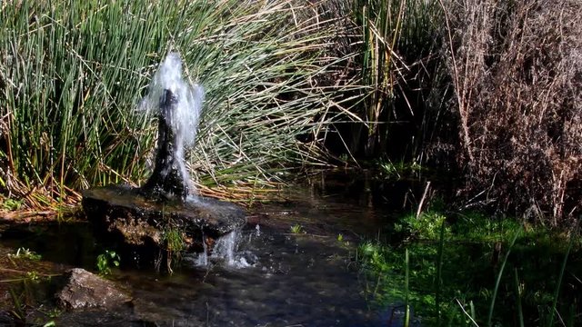 El agua de un acu&iacute;fero subterr&aacute;neo brota a trav&eacute;s de un piez&oacute;metro en un humedal del sur de Espa&ntilde;a