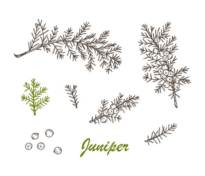 Medicinal plants Set. Hand Drawn Juniper branch, Leaves and Berries. Alternative medicine. Biological additives are. Traditional herbal therapy. Vector illustration