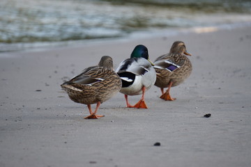 Stockententrio am Rheinufer