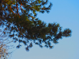 pine branch against the blue sky in the rays of the setting sun