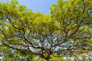 Native tree in Oahu Hawai