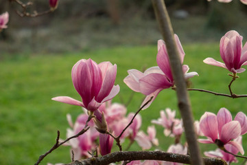 Magnolia en flor