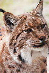 brown lynx face close up view wild cat furry