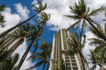 Fototapeta na wymiar Palms and building in Waikiki Oahu Hawaii 