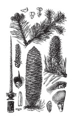 European silver fir (Abies alba) / vintage illustration from Brockhaus Konversations-Lexikon 1908