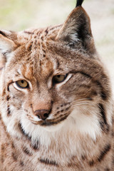 Naklejka na ściany i meble brown lynx face close up view wild cat furry